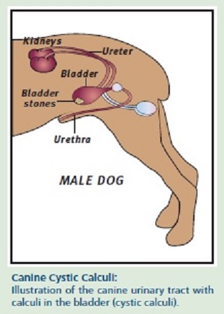 how to treat a female dog urinary tract infection